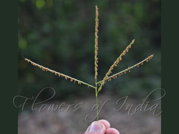 Bundled Browntop Grass